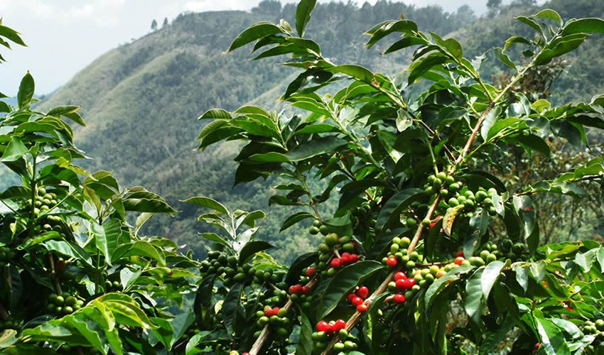 Rwanda Coffee Tour Experience