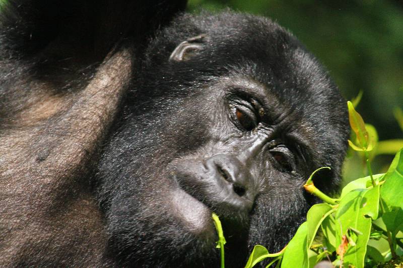 How Do Gorillas React to Human Visitors?