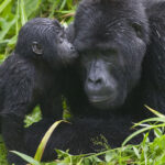 Mishaya Gorilla Family in Bwindi