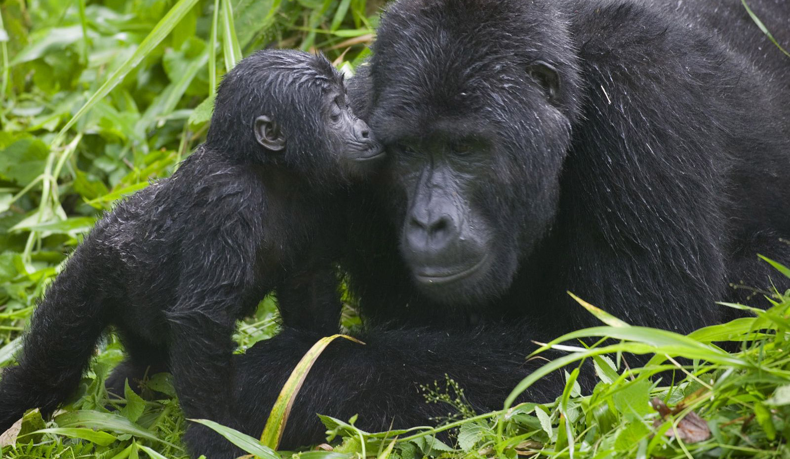 Mishaya Gorilla Family in Bwindi