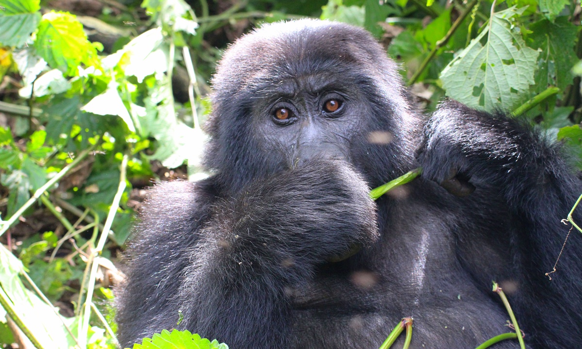 Gorilla Trekking Impact on Wild Gorillas