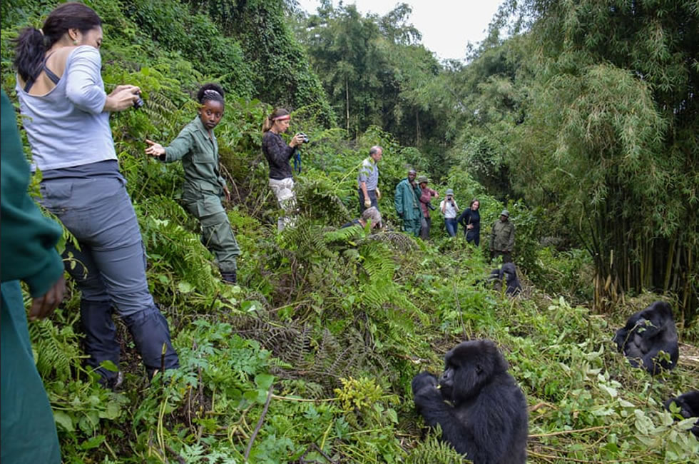 Do I Need a Guide for Gorilla Trekking?