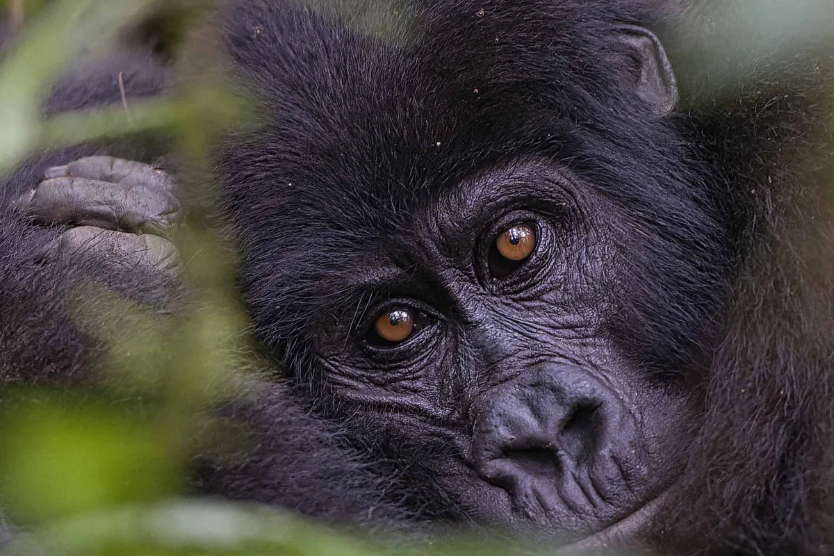 Gorilla Trekking Permit Name Change Policy
