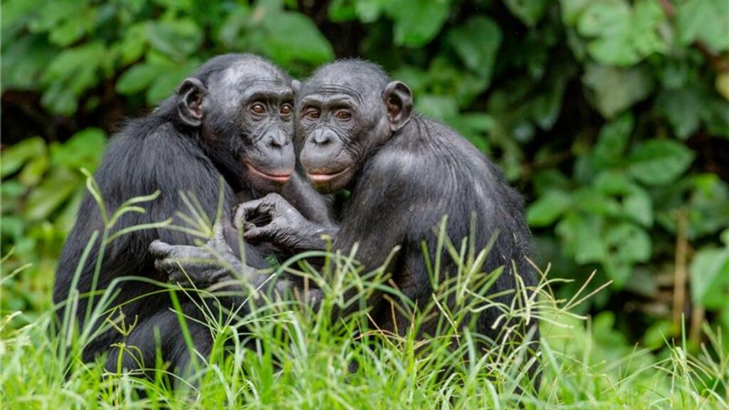 Bonobo Facts DRC