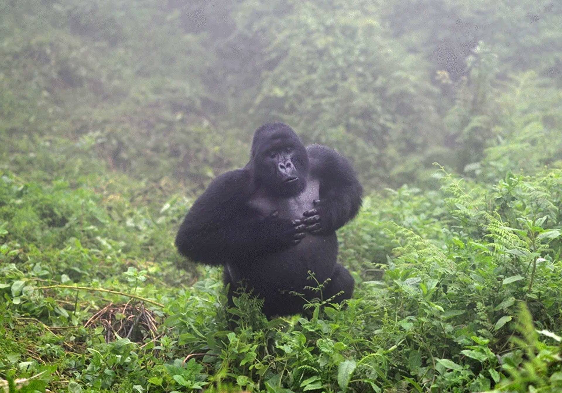 What Happens If a Gorilla Charges You During Trekking?