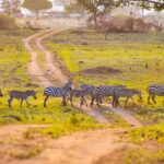 Kidepo Valley Remote Safari Guide