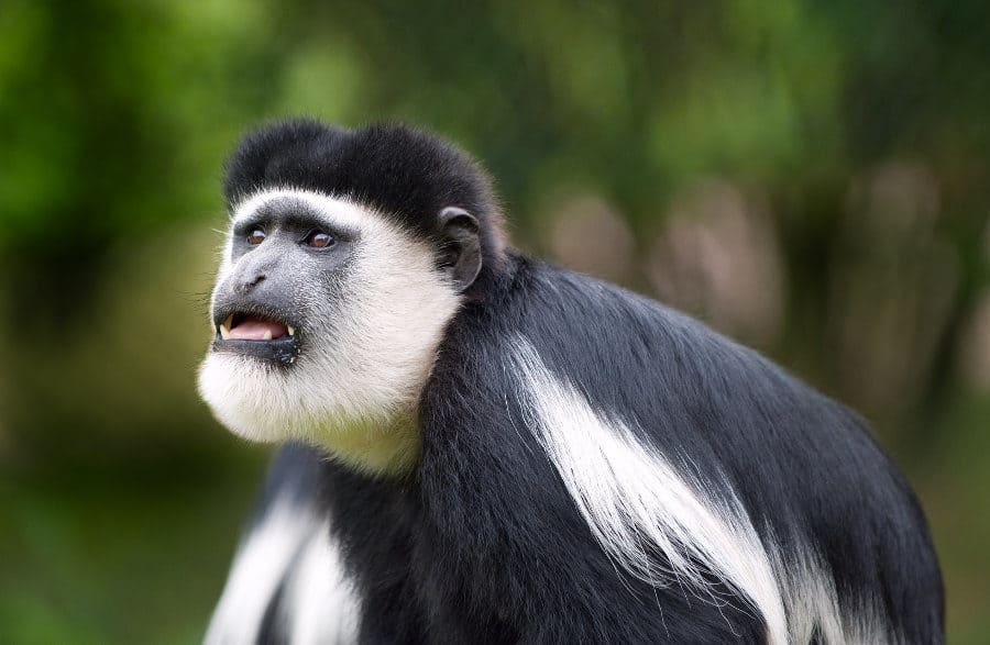 Columbus Monkey Facts