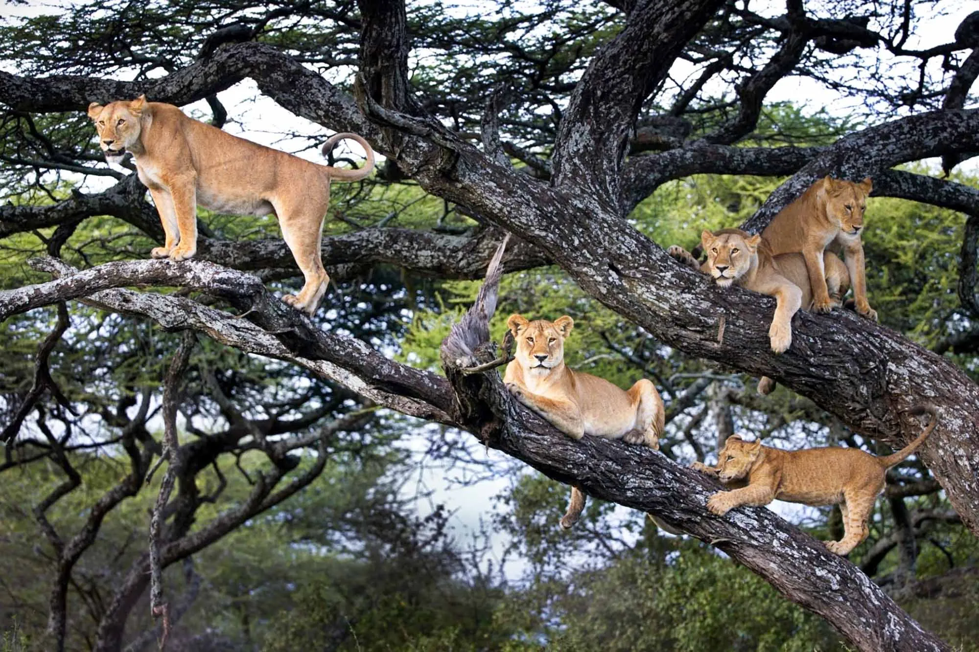 Tree-Climbing Lions Ishasha