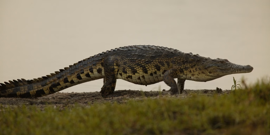 Nile Crocodile Facts