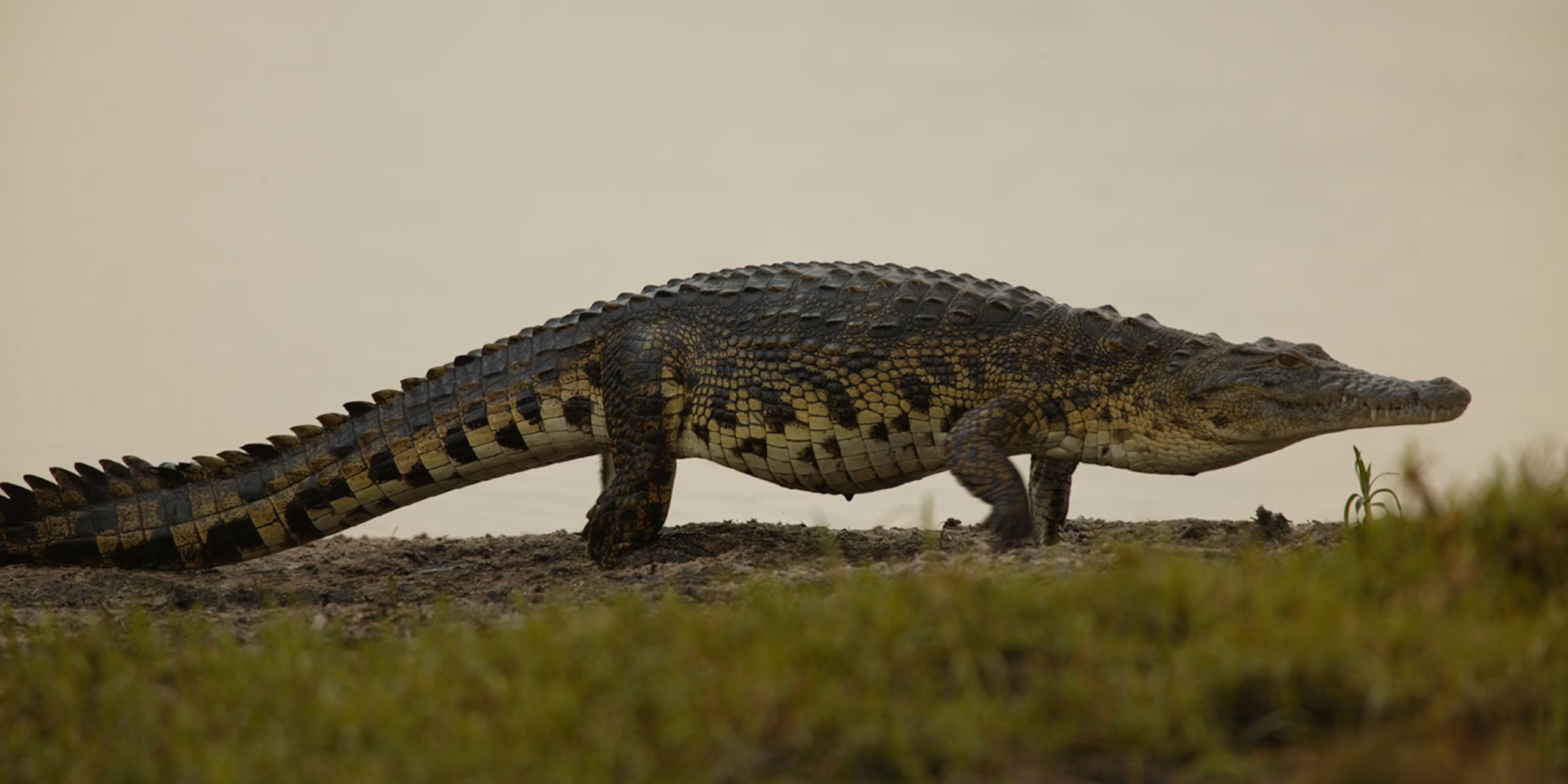 Nile Crocodile Facts