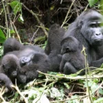 Nshongi Gorilla Family in Bwindi