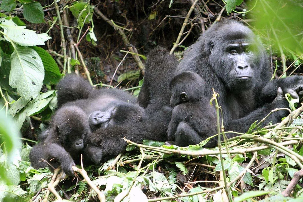 Nshongi Gorilla Family in Bwindi