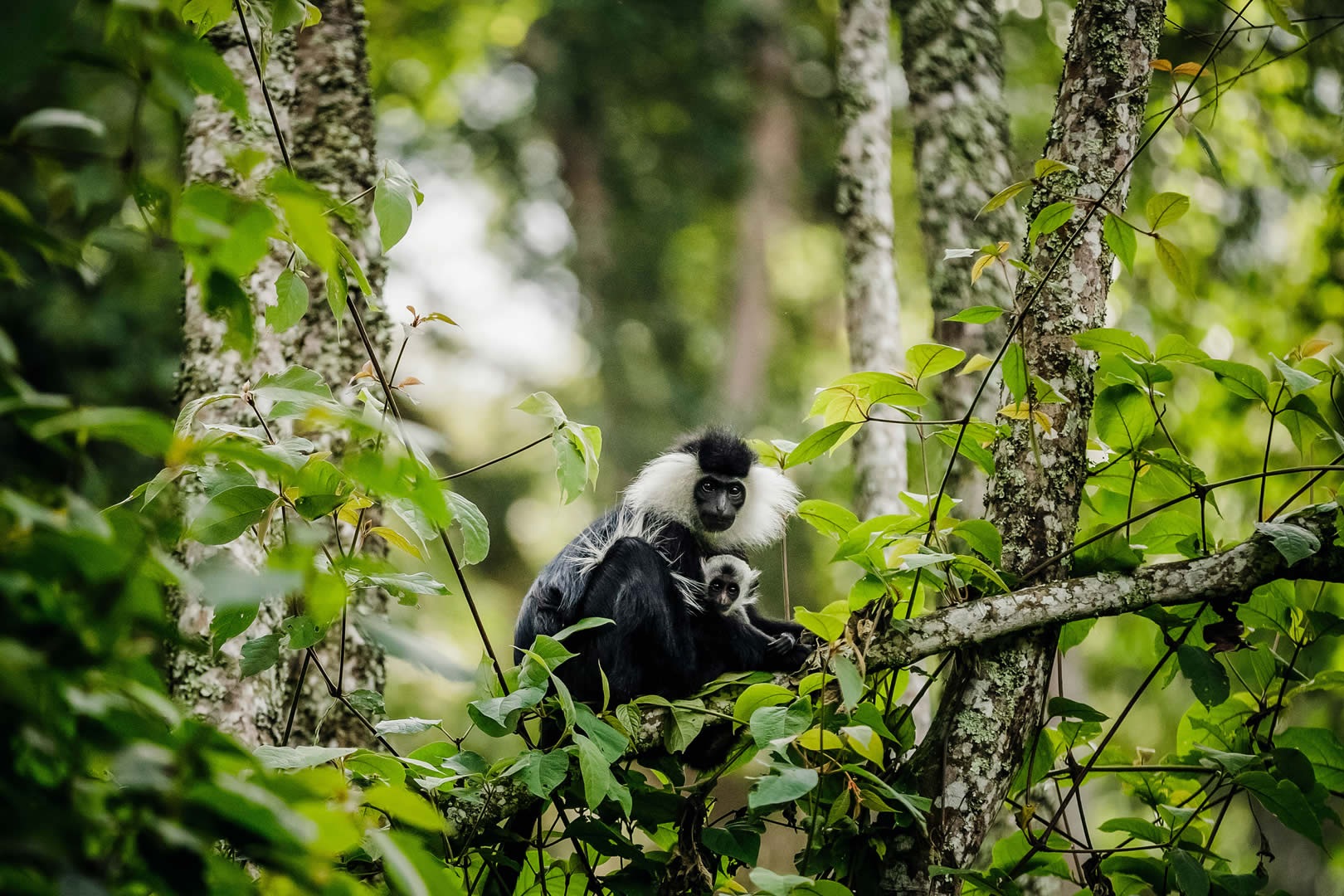 Nyungwe Forest Primates Checklist
