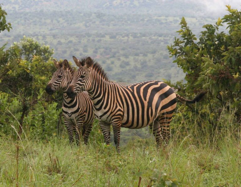 Semuliki National Park “Uganda’s Wilderness park”